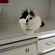 Penelope joined the competition — help win amazing prizes! cat, white_cat, black_markings, kitchen, countertop, domestic, pet, feline, curious, fluffy, indoor, animal, cabinet, dishwasher, fur, sitting, looking, eyes, whiskers, home