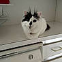 animal, black_markings, cabinet, cat, countertop, curious, dishwasher, domestic, eyes, feline, fluffy, fur, home, indoor, kitchen, looking, pet, sitting, whiskers, white_cat
