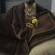 Vany a rejoint le concours — aidez-le/la à gagner de superbes lots ! animal, blanket, cat, comfort, couch, cozy, cushion, cute, feline, fur, home, indoor, looking, pet, relaxed, resting, seated, striped, tabby_cat, wrapped