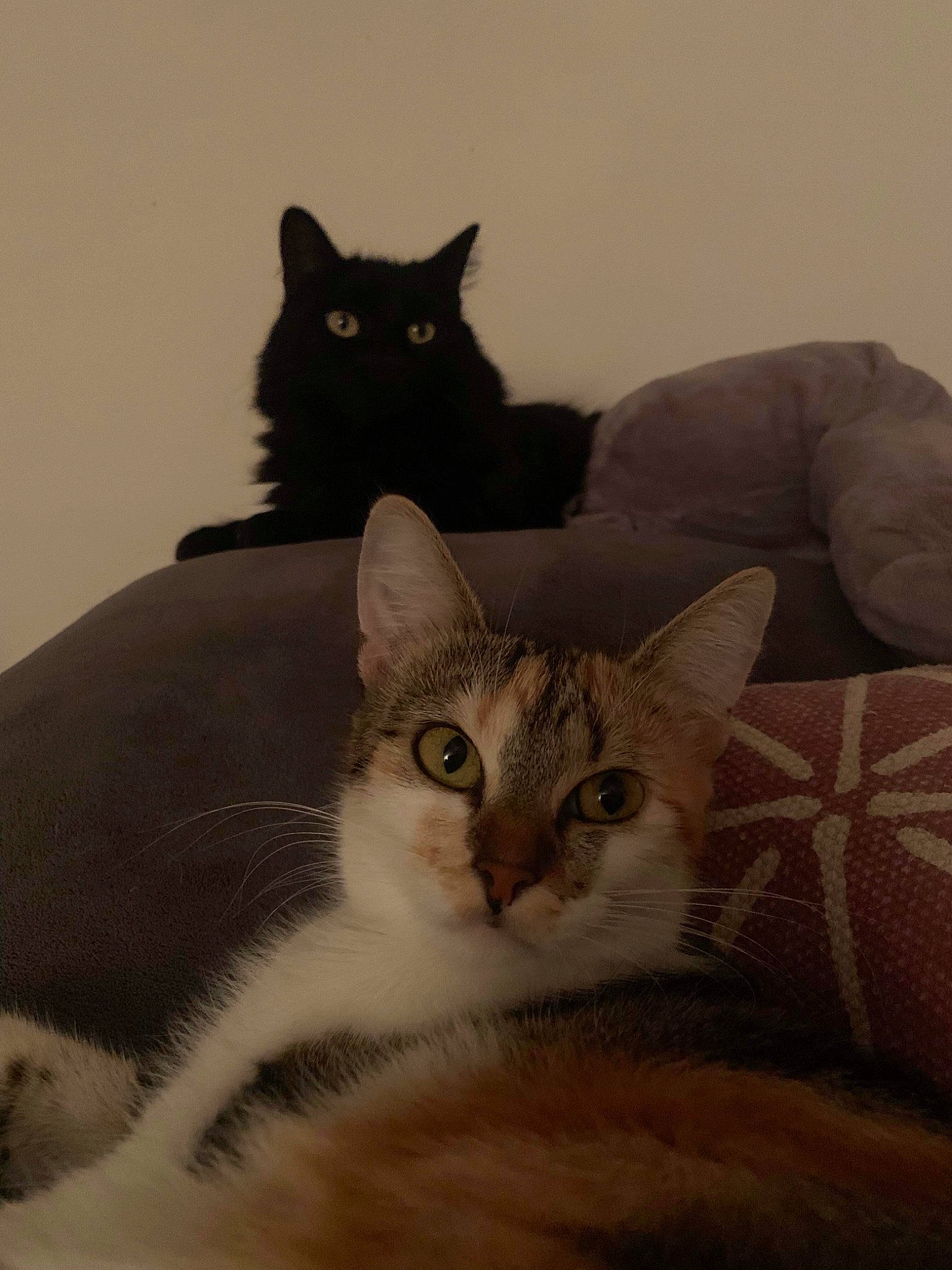 Bagheera Et Sherkane