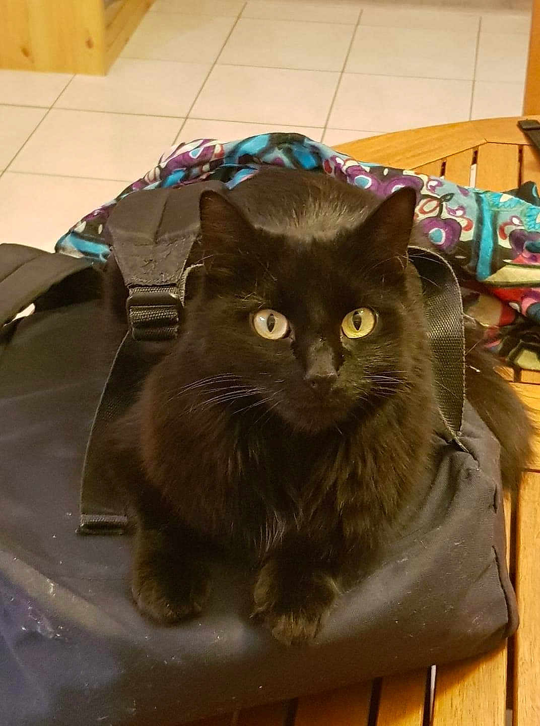 Bagheera