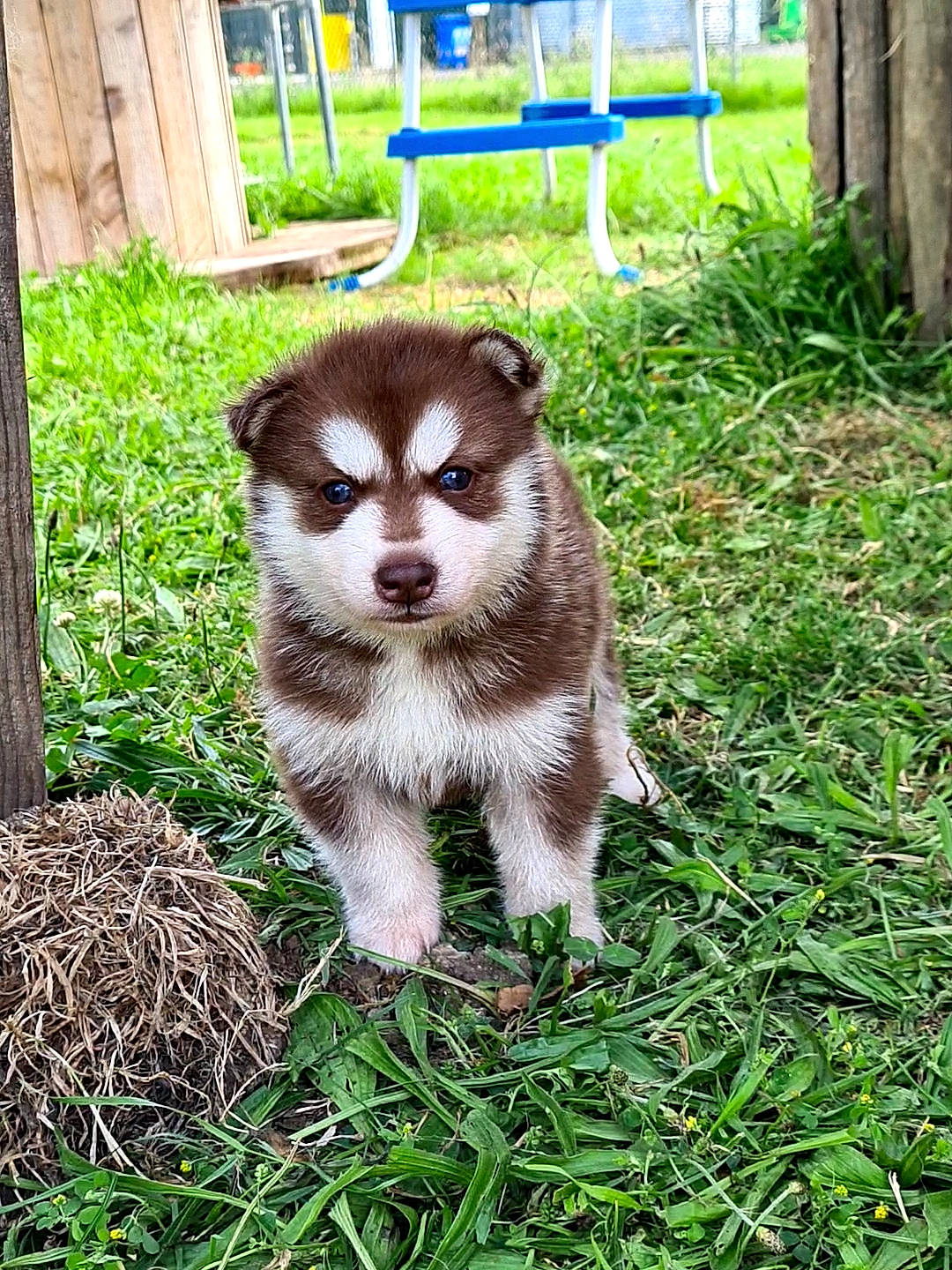 Dave joined the competition — help win amazing prizes! canidae, carnivore, companion_dog, dog, dog_breed, fawn, fur, grass, groundcover, herb, liver, plant, shade, snout, sporting_group, terrestrial_animal, tree, whiskers, wildlife, working_animal