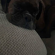 Turbo is registered to the contest to win money with this photo: animal, brown_dog, closeup, companion, couch, cozy, cushion, dog, ear, face, fur, furniture, home, indoors, laying, pet, relaxed, resting, sleepy, snout