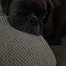 animal, brown_dog, closeup, companion, couch, cozy, cushion, dog, ear, face, fur, furniture, home, indoors, laying, pet, relaxed, resting, sleepy, snout