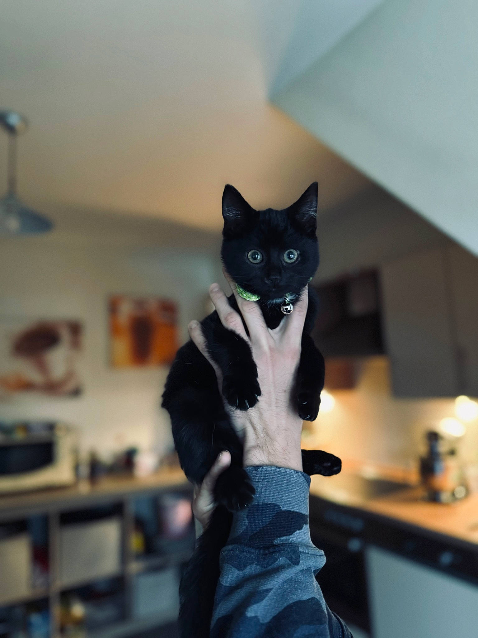 Papillon a rejoint le concours — aidez-le/la à gagner de superbes lots ! carnivore, cat, domestic_short_haired_cat, electric_blue, felidae, formal_wear, fur, grey, head, human_body, personal_protective_equipment, room, shelf, sleeve, small_to_medium_sized_cats, stairs, tail, whiskers, window, wood