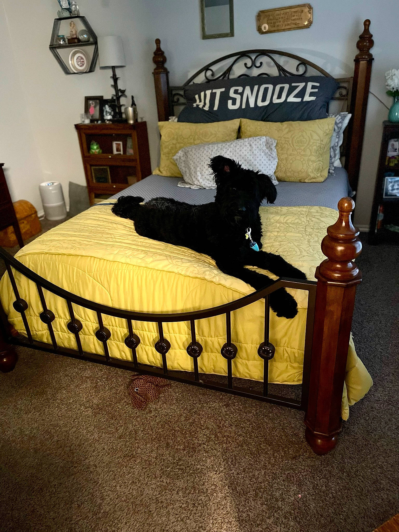 Conrad joined the competition — help win amazing prizes! bed, bed_frame, bedding, bedroom, comfort, companion_dog, drawer, floor, flooring, font, furniture, hardwood, interior_design, lamp, linens, picture_frame, pillow, rectangle, room, wood