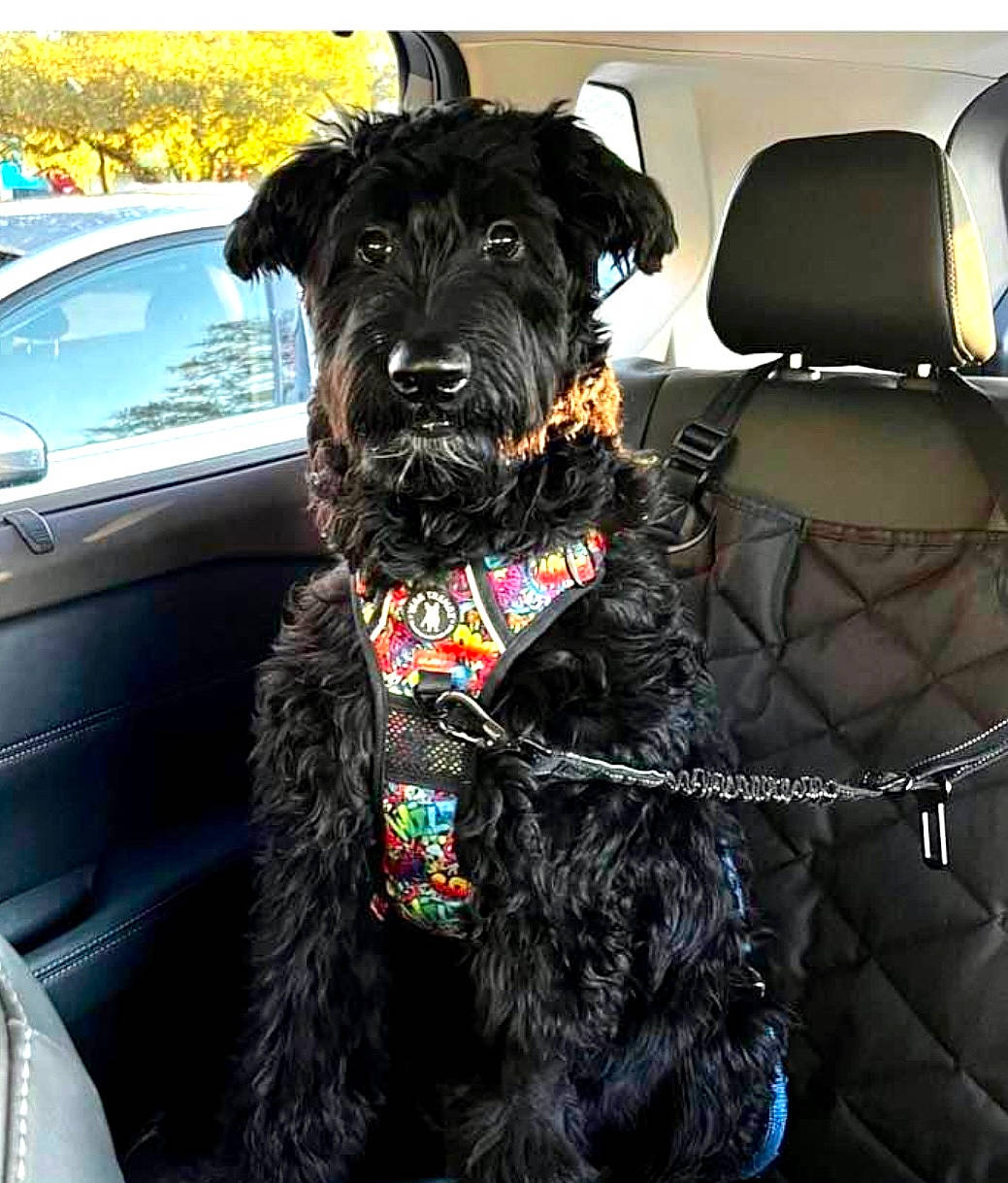 Conrad is registered to the contest to win money with this photo: auto_part, automotive_exterior, canidae, car, carnivore, collar, companion_dog, dog, dog_breed, dog_collar, dog_supply, fur, leash, motor_vehicle, snout, sporting_group, toy_dog, vehicle, water_dog, working_animal