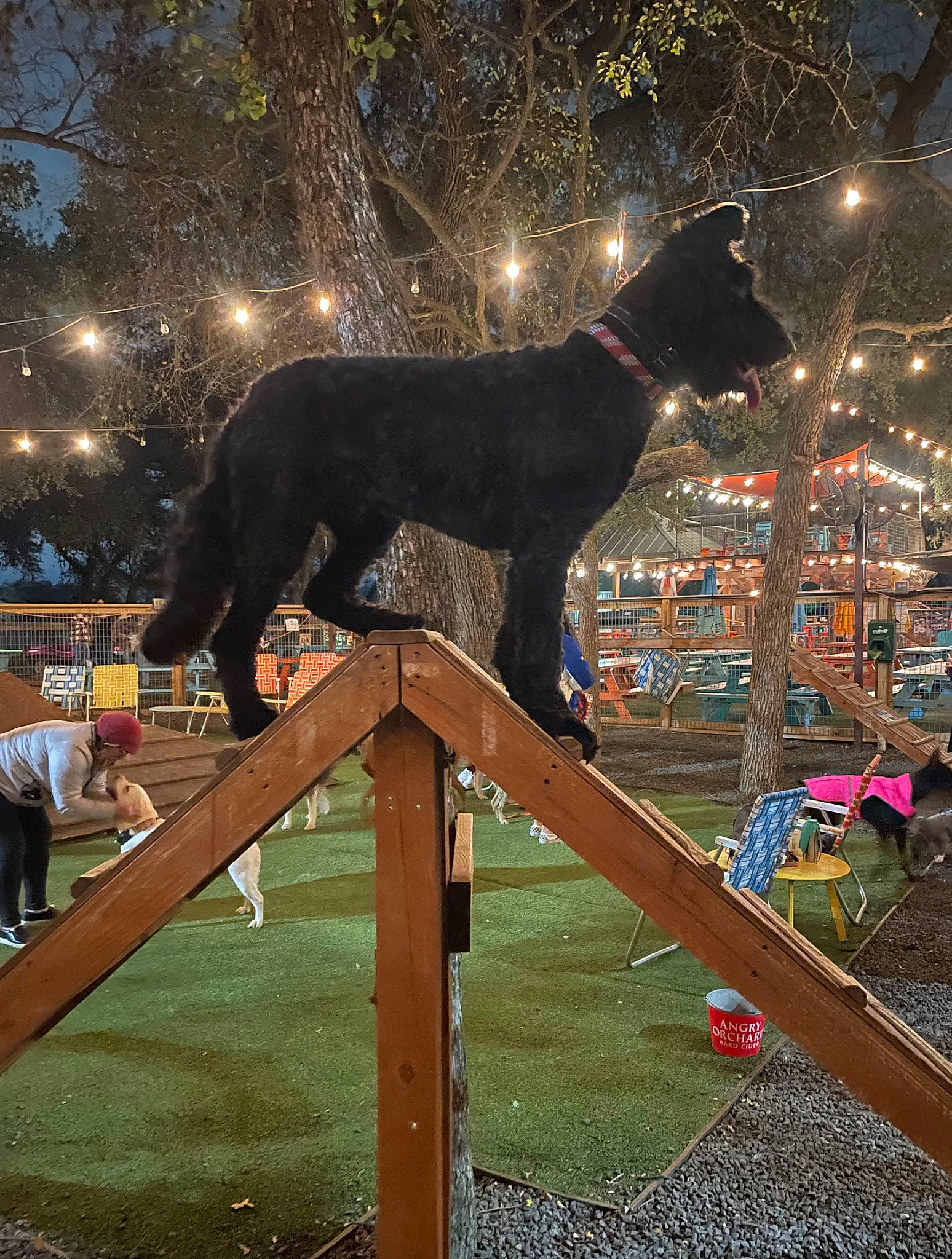 Conrad is registered to the contest to win money with this photo: canidae, carnivore, companion_dog, dog, dog_breed, dog_collar, event, fawn, felidae, fur, midnight, pet_supply, plant, sporting_group, tail, terrestrial_animal, tree, window, winter, working_animal