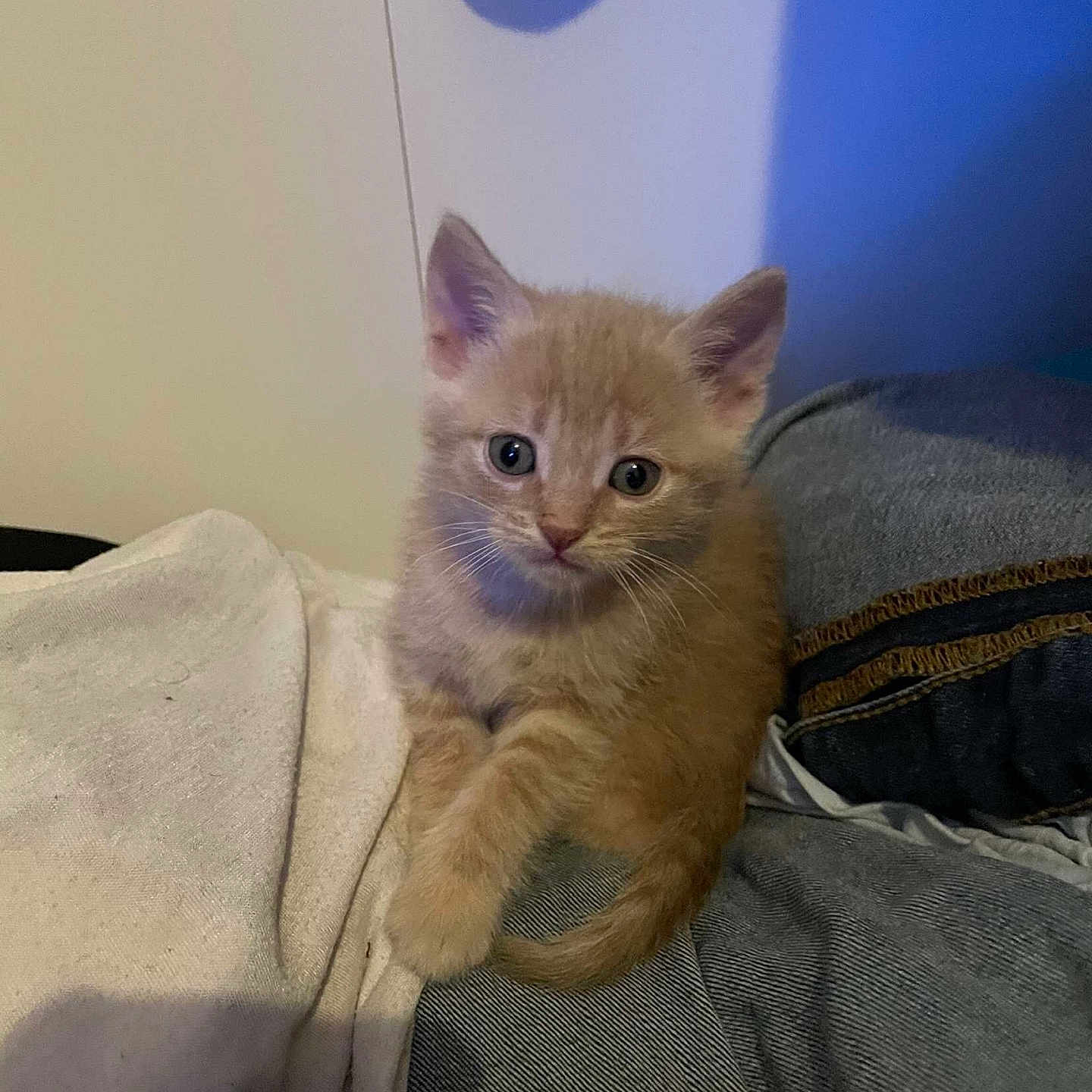 Rubix participe au concours pour gagner de l'argent avec cette photo : abyssinian, angora, animal, blanket, cat, clothing, cushion, homedecor, kitten, pants, pet