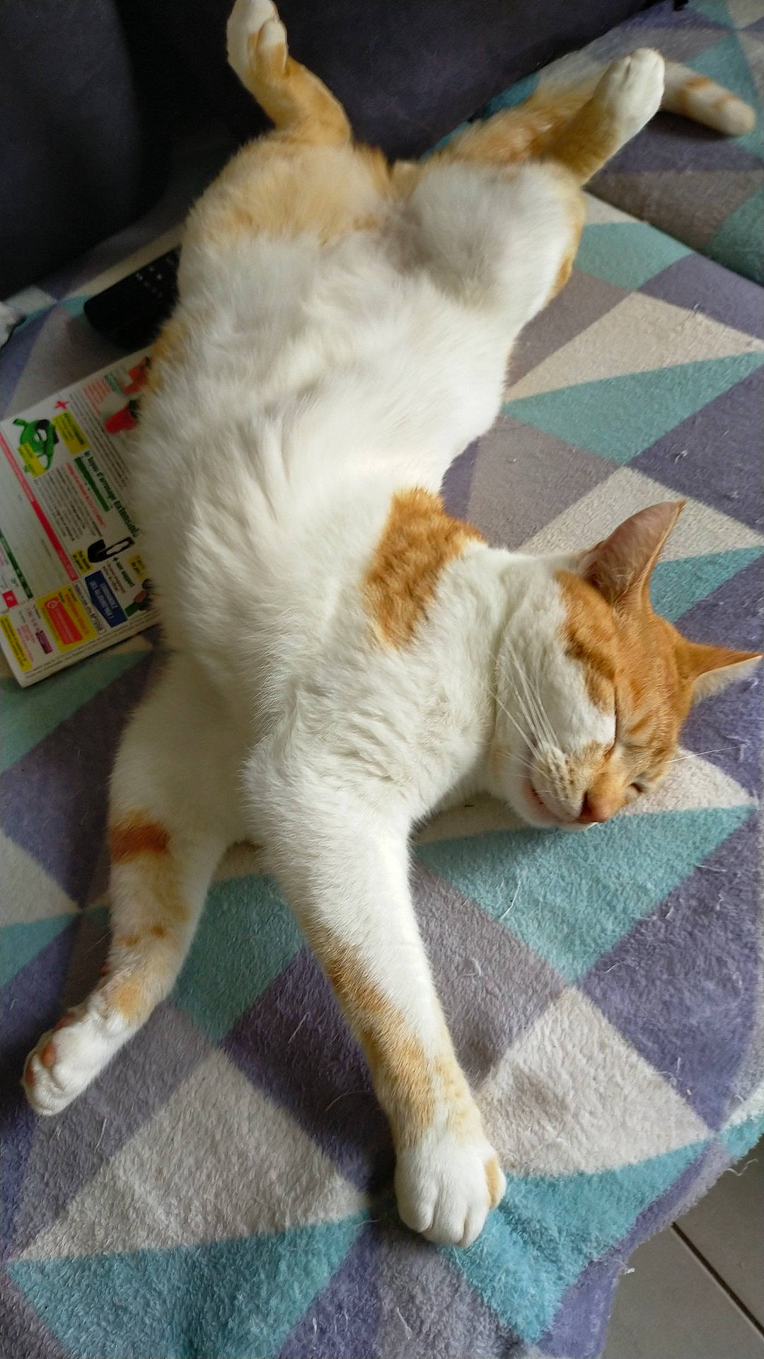 Malinou a rejoint le concours — aidez-le/la à gagner de superbes lots ! aegean_cat, american_wirehair, arabian_mau, asian, carnivore, cat, claw, domestic_short_haired_cat, european_shorthair, fawn, felidae, fur, german_rex, kitten, paw, polydactyl_cat, small_to_medium_sized_cats, tail, turkish_van, whiskers