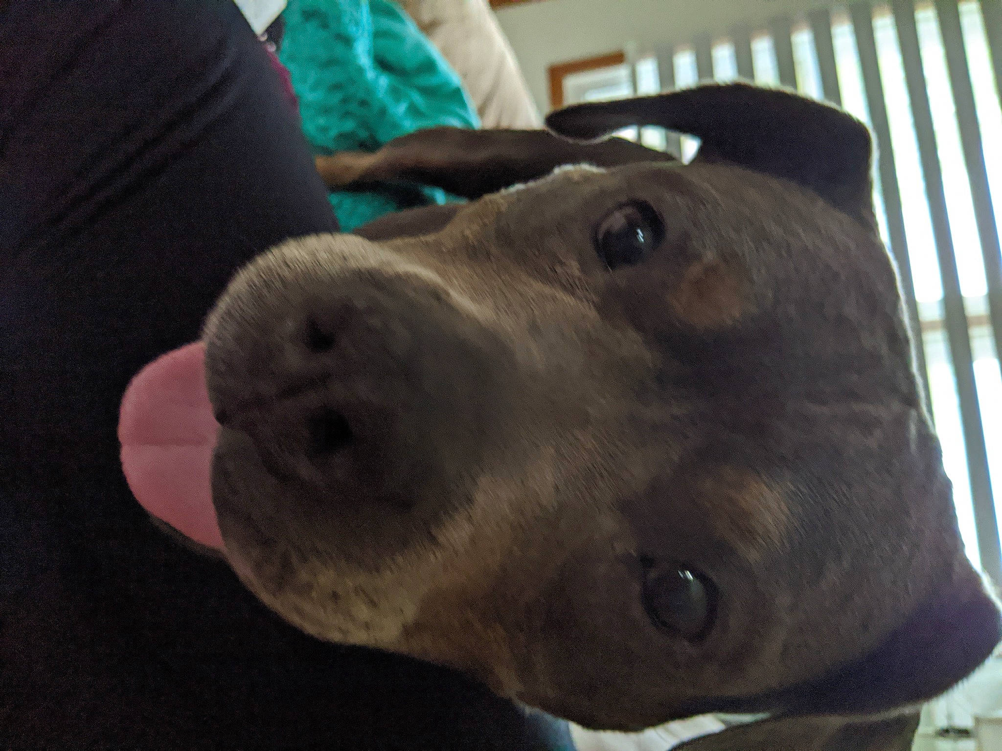 Bristol is registered to the contest to win money with this photo: american_pit_bull_terrier, american_staffordshire_terrier, canidae, carnivore, dog, dog_breed, fawn, mammal, non_sporting_group, nose, snout, sporting_group, vertebrate