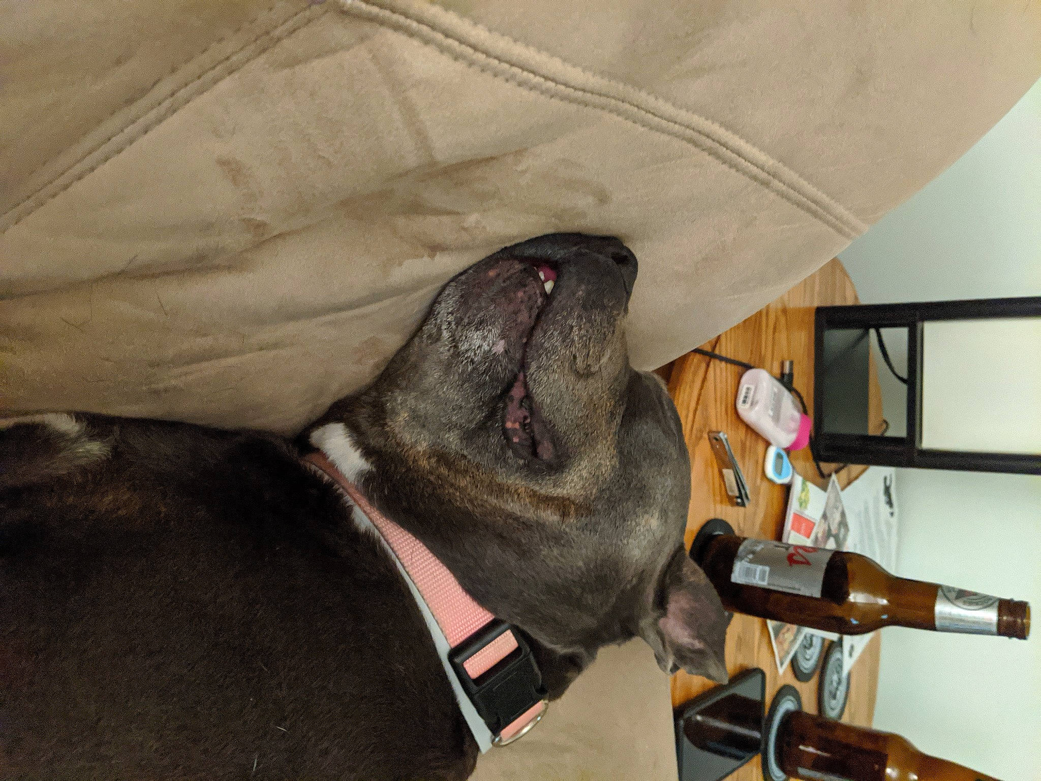 Bristol is registered to the contest to win money with this photo: bandog, canidae, carnivore, dog, dog_breed, fawn, great_dane, guard_dog, non_sporting_group, snout, sporting_group