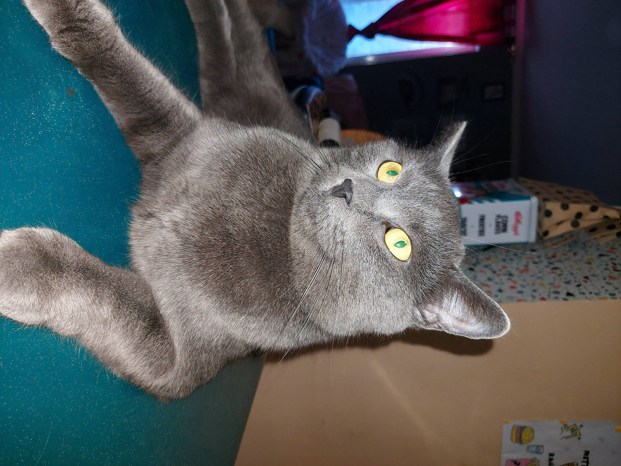 Kira participe au concours pour gagner de l'argent avec cette photo : black_cat, carnivore, cat, cat_toy, claw, domestic_short_haired_cat, ear, electric_blue, felidae, fur, gesture, grey, paw, russian_blue, small_to_medium_sized_cats, snout, tail, whiskers