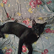 Joker is registered to the contest to win money with this photo: black_cat, cat, pet, animal, bed, bedding, floral_pattern, pillow, collar, bell, resting, indoor, cozy, relaxed, sleepy, fur, whiskers, cute, domestic_cat, laying_down