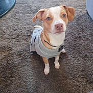 Buddy is registered to the contest to win money with this photo: dog, puppy, sweater, carpet, indoor, pet, animal, cute, brown, white, ears, collar, tag, small_dog, looking_up, fur, domestic, companion, adorable, waiting