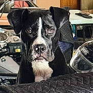 Bodie joined the competition — help win amazing prizes! animal, black_and_white, blanket, closeup, clutter, dog, ears, eyes, face, furniture, garage, handlebars, helmet, indoor, leather, metal, motorcycle, nose, pet, quilted