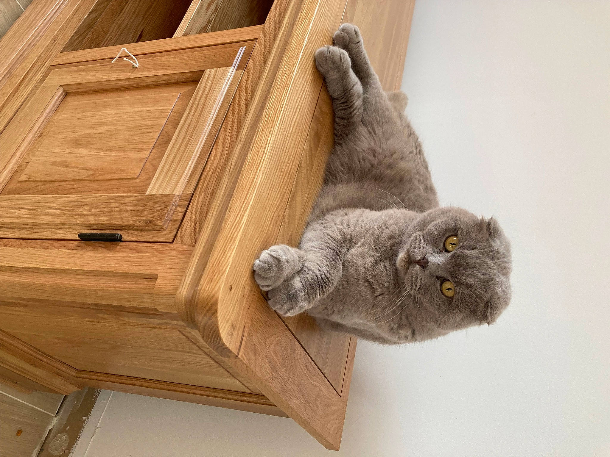 Stitch is registered to the contest to win money with this photo: building, carnivore, cat, domestic_short_haired_cat, fawn, felidae, flooring, fur, hardwood, paw, plank, room, russian_blue, small_to_medium_sized_cats, snout, tail, whiskers, window, wood, wood_flooring