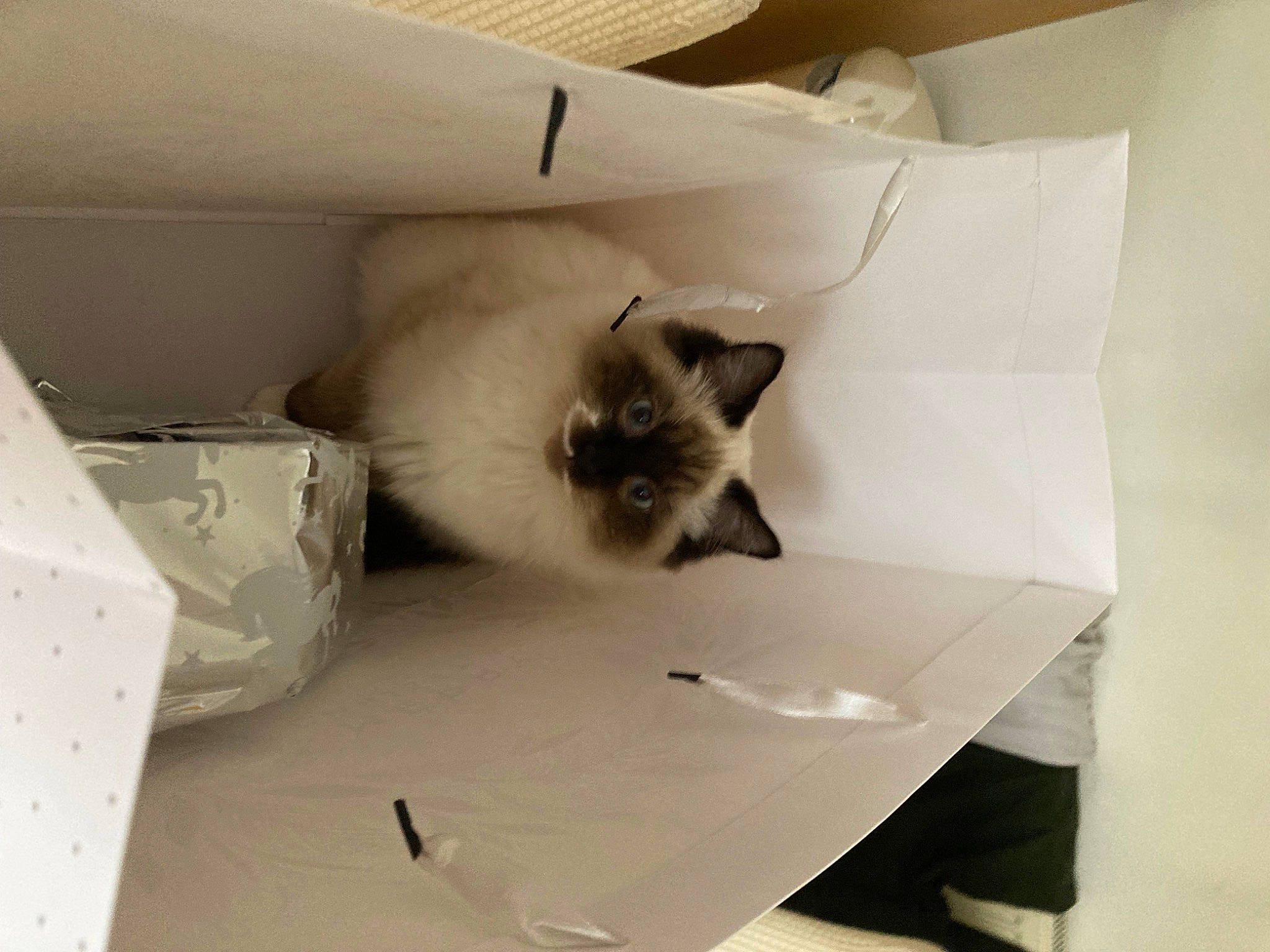 Dolly is registered to the contest to win money with this photo: balinese, birman, box, cardboard, carnivore, cat, domestic_short_haired_cat, fawn, felidae, fur, packaging_and_labeling, paper, room, shipping_box, siamese, small_to_medium_sized_cats, tail, thai, tonkinese, whiskers