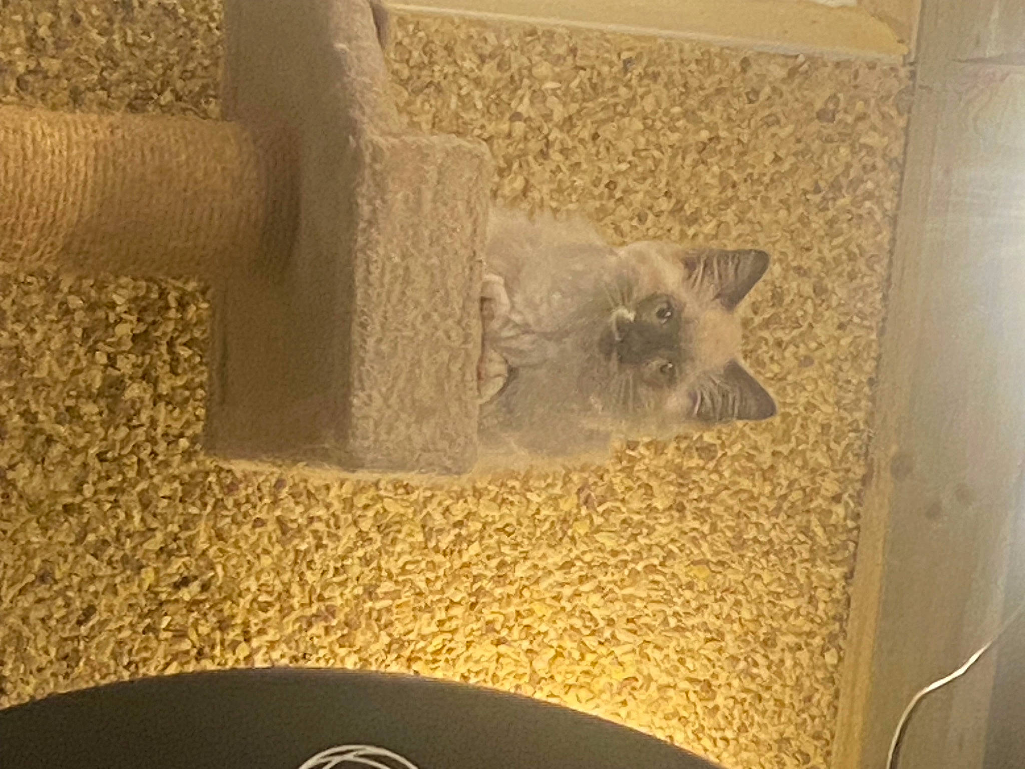 Dolly is registered to the contest to win money with this photo: carnivore, cat, cat_supply, ceiling, chair, circle, fawn, felidae, flooring, fur, interior_design, metal, room, small_to_medium_sized_cats, tail, whiskers, window, wood