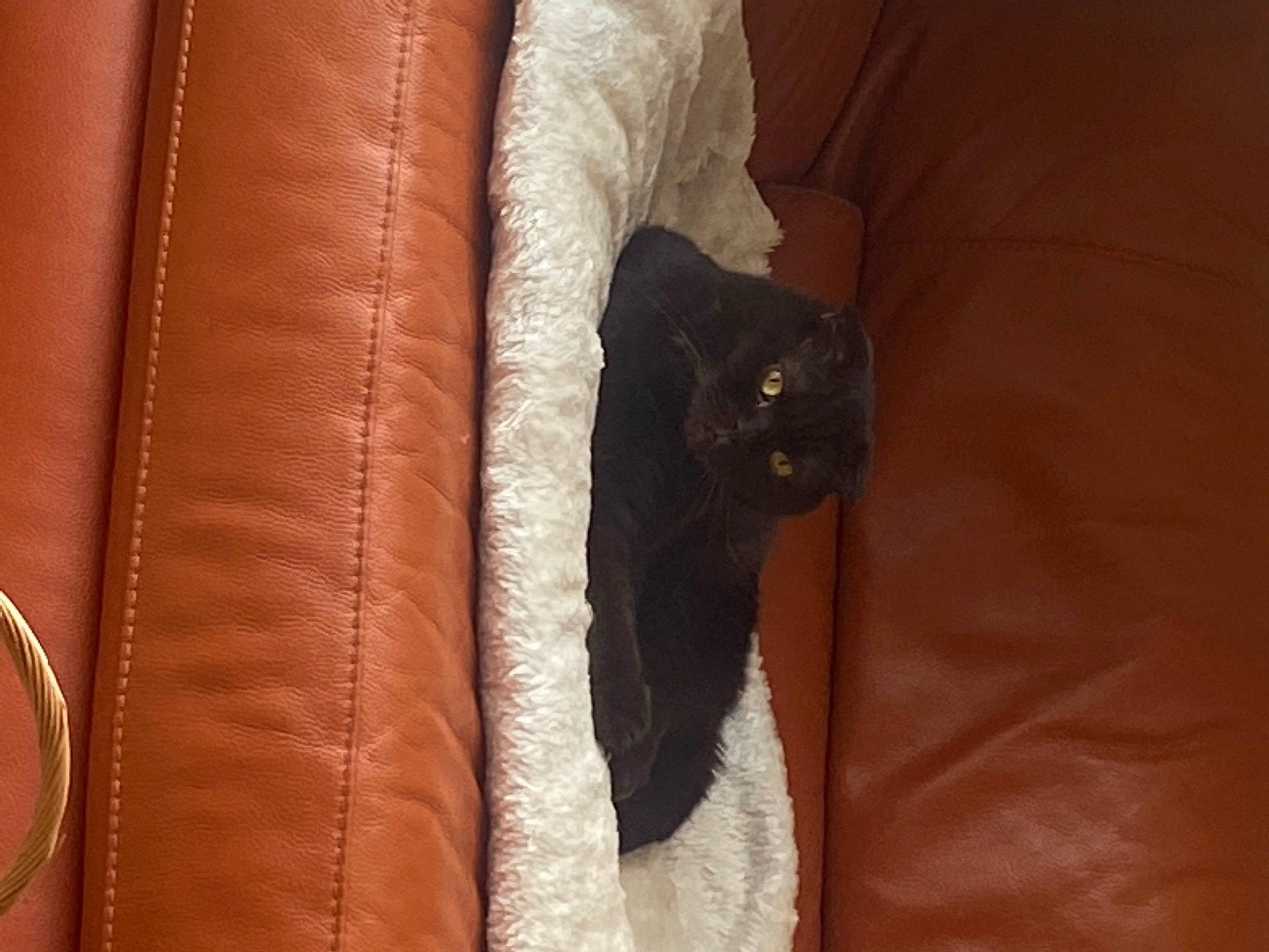 Leroy is registered to the contest to win money with this photo: bag, black_cat, brown, carnivore, cat, comfort, couch, domestic_short_haired_cat, felidae, fur, human_leg, leather_jacket, linens, liver, peach, sleeve, small_to_medium_sized_cats, tail, whiskers, wood