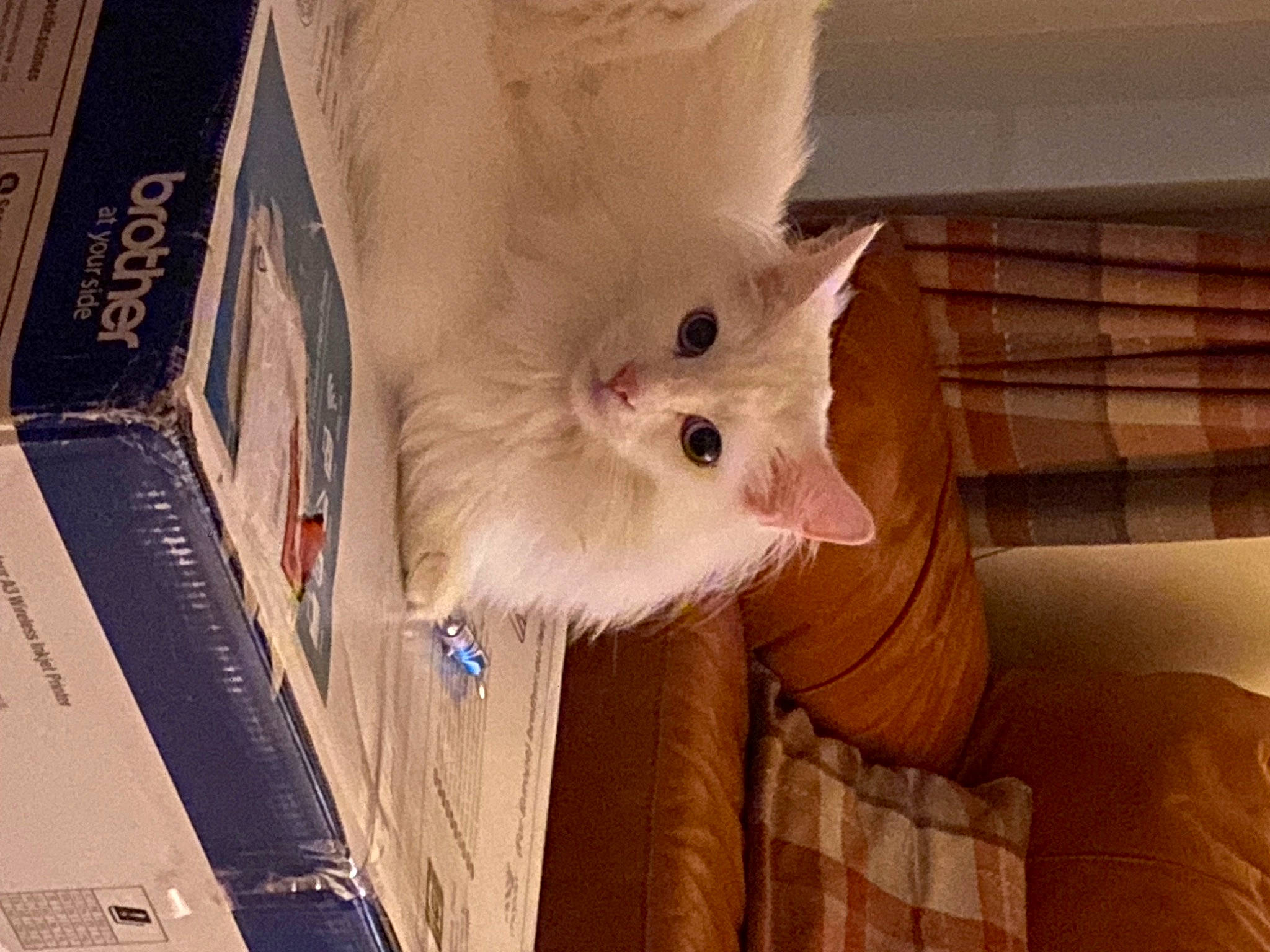 Blanco is registered to the contest to win money with this photo: box, carnivore, cat, domestic_short_haired_cat, fawn, felidae, flooring, fur, hardwood, paw, small_to_medium_sized_cats, tail, whiskers, wood, wood_stain