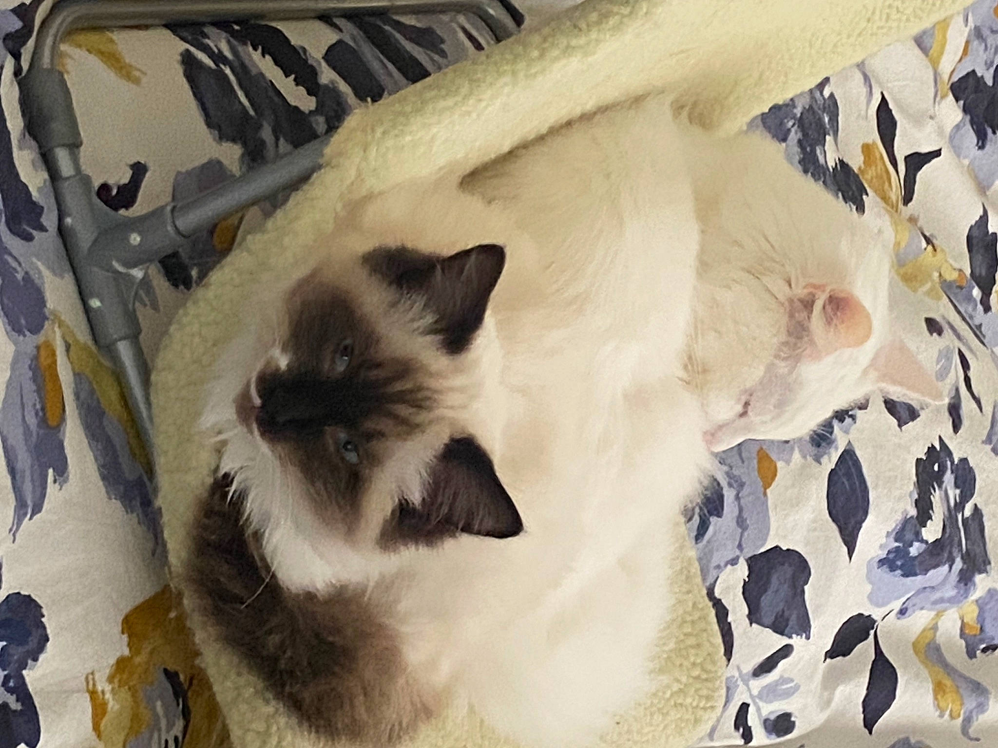 Blanco is registered to the contest to win money with this photo: balinese, birman, carnivore, cat, comfort, fang, fawn, felidae, fur, pattern, pet_supply, siamese, small_to_medium_sized_cats, tail, terrestrial_animal, thai, whiskers