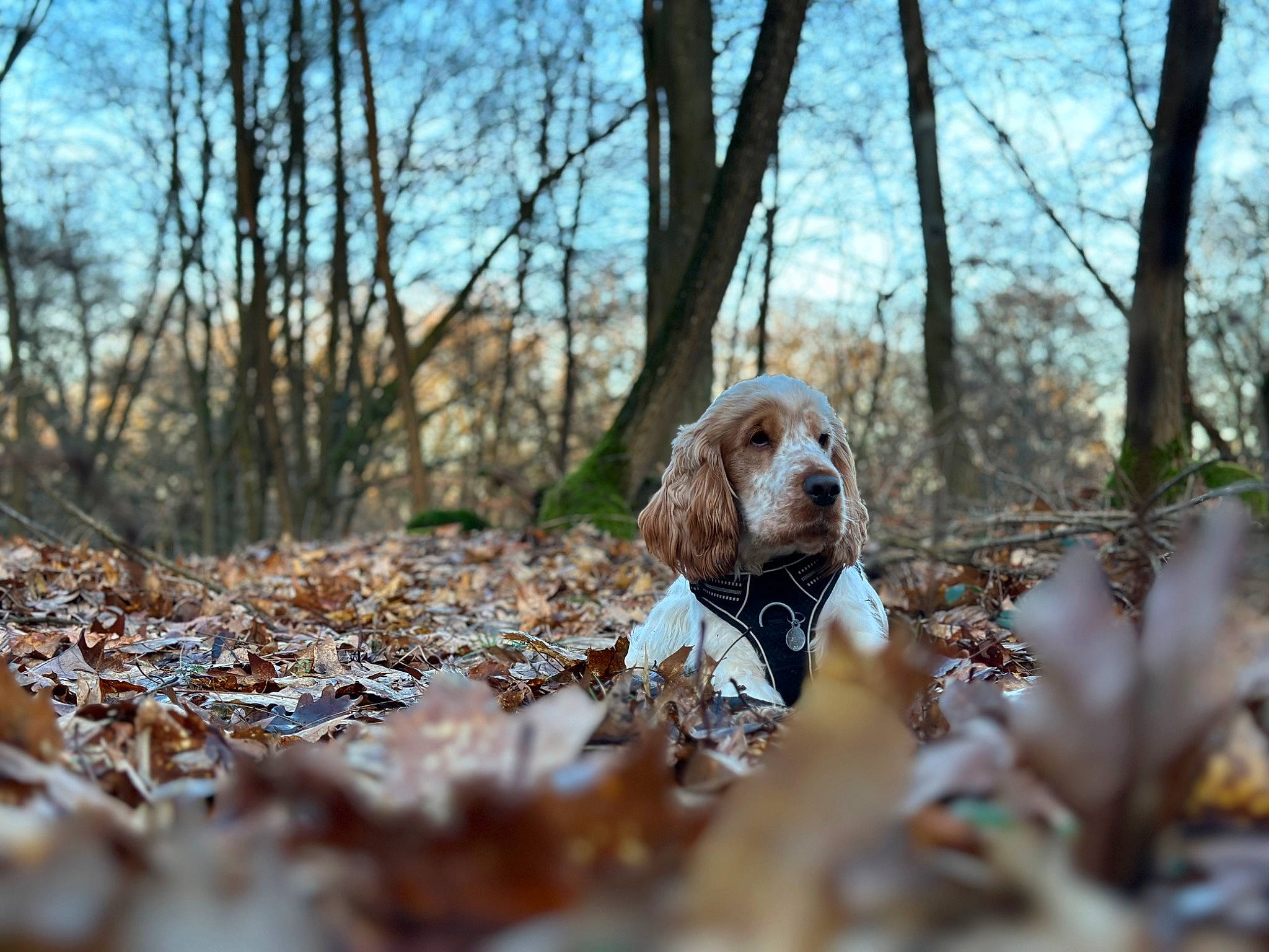 Twenty a rejoint le concours — aidez-le/la à gagner de superbes lots ! carnivore, deciduous, dog, fawn, forest, grass, landscape, natural_landscape, plant, sky, soil, terrestrial_animal, toy, tree, trunk, twig, wildlife, winter, wood, woodland