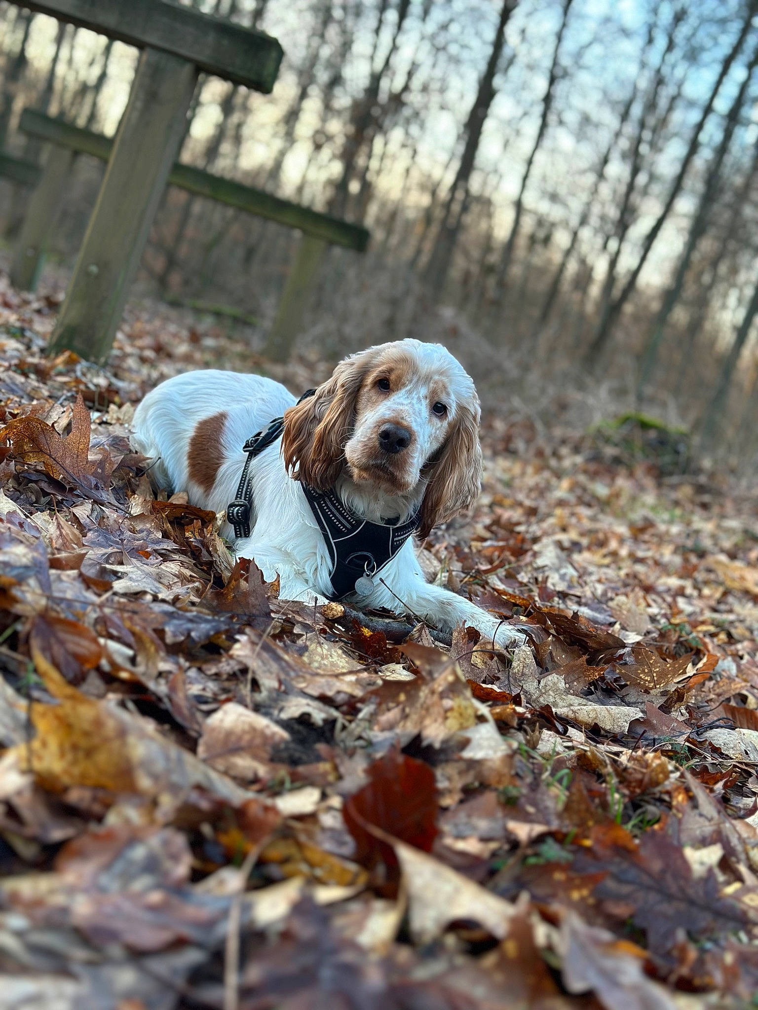 Twenty a rejoint le concours — aidez-le/la à gagner de superbes lots ! autumn, carnivore, companion_dog, deciduous, dog, dog_breed, fawn, forest, liver, natural_landscape, plant, sky, soil, sporting_group, terrestrial_animal, tree, twig, wildlife, wood, woodland