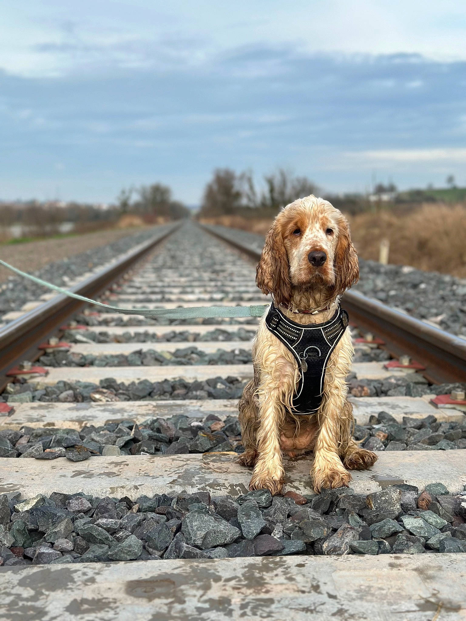 Twenty a rejoint le concours — aidez-le/la à gagner de superbes lots ! canidae, carnivore, cloud, companion_dog, dog, dog_breed, dog_collar, fawn, gun_dog, leash, liver, pet_supply, road, sky, snout, sporting_group, toy_dog, track, wood, working_animal