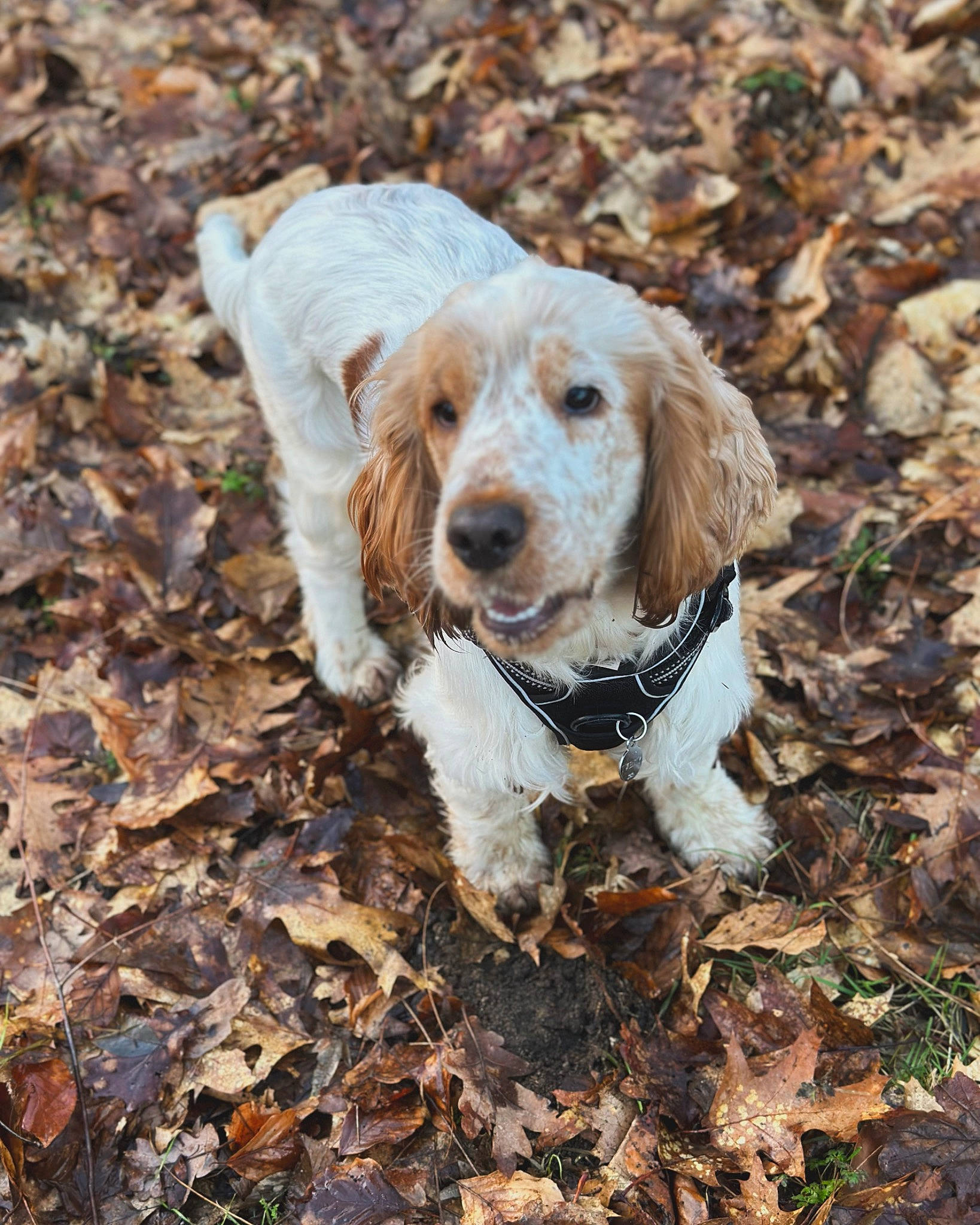 Twenty a rejoint le concours — aidez-le/la à gagner de superbes lots ! canidae, carnivore, cocker_spaniel, companion_dog, dog, dog_breed, fawn, fur, gun_dog, hunting_dog, liver, plant, snout, soil, spaniel, sporting_group, terrestrial_animal, wood