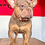 Phoenix is registered to the contest to win money with this photo: adorable, animal, background, black, brown_fur, canine, close_up, cute, dog, ears, french_bulldog, indoor, looking_away, pet, portrait, puppy, red, short_hair, standing, wooden_surface