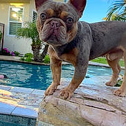 Phoenix is registered to the contest to win money with this photo: animal, backyard, blue_sky, close_up, curious, dog, french_bulldog, house, mammal, outdoor, palm_tree, pet, plant, pool, rock, sky, standing, sunlight, tile, water