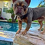 animal, backyard, blue_sky, close_up, curious, dog, french_bulldog, house, mammal, outdoor, palm_tree, pet, plant, pool, rock, sky, standing, sunlight, tile, water