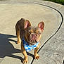 Phoenix is registered to the contest to win money with this photo: animal, bandana, blue_bandana, concrete, cute, daytime, dog, ears, face, french_bulldog, grass, looking, outdoor, paw, pet, shadow, sidewalk, small_dog, standing, sunlight