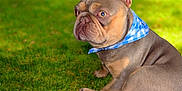 Phoenix joined the competition — help win amazing prizes! animal, bandana, blue, canine, companion, cute, daylight, dog, ears, french_bulldog, fur, grass, green, looking_away, nature, outdoor, pet, playful, portrait, sitting