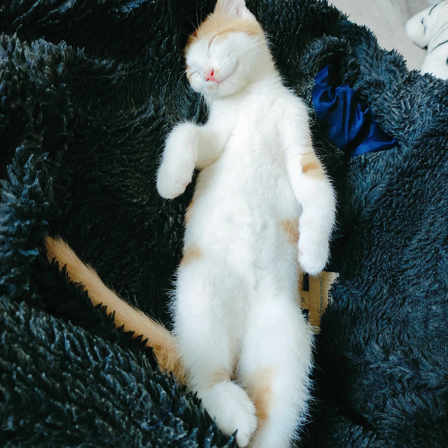 Virus participe au concours pour gagner de l'argent avec cette photo : animal, blanket, cat, cozy, cute, domestic_cat, fluffy, furry, indoor, kitten, nap, orange, paw, pet, relaxed, resting, sleeping, soft, tail, white
