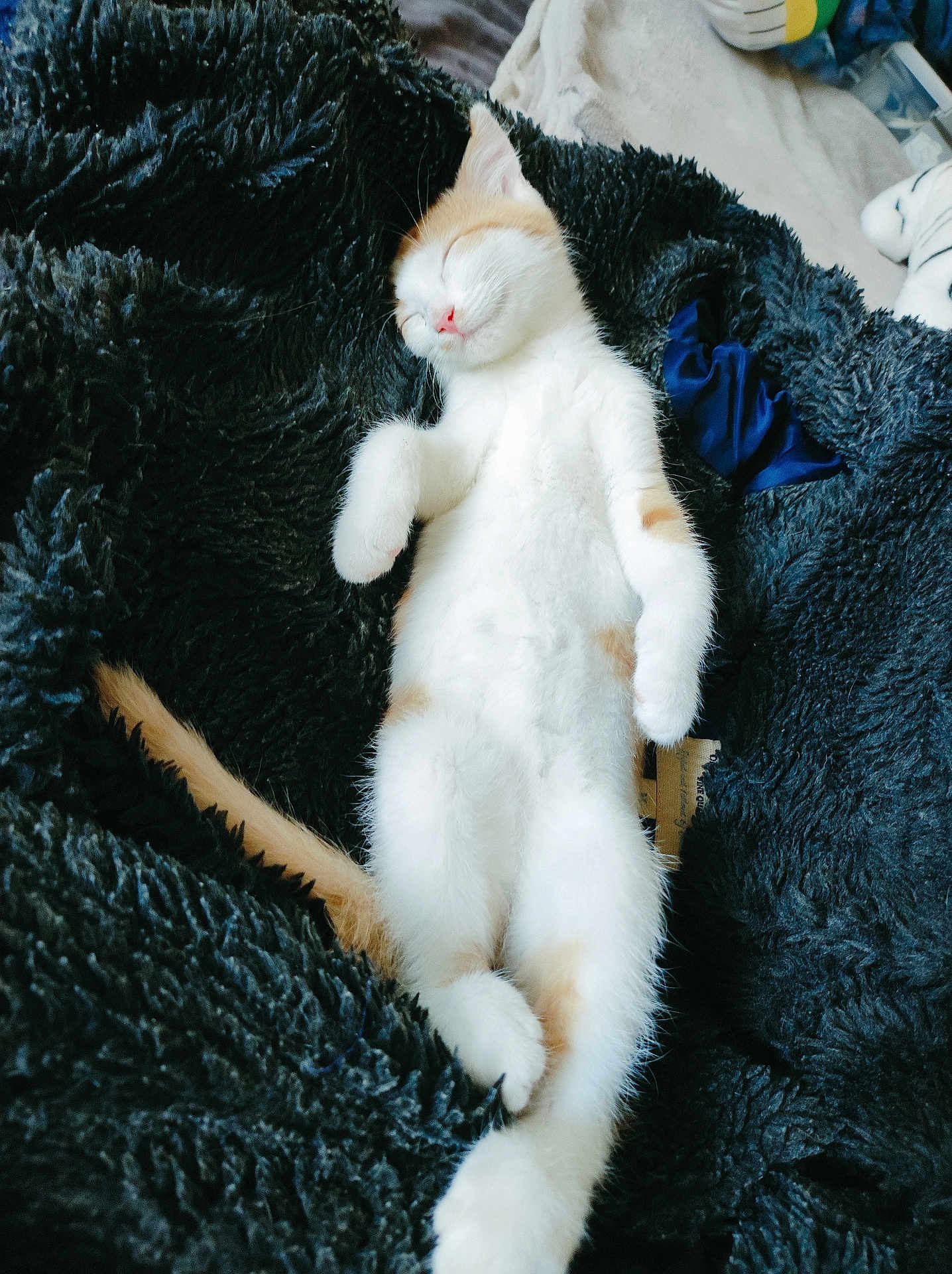 Virus participe au concours pour gagner de l'argent avec cette photo : kitten, cat, sleeping, furry, pet, cozy, blanket, white, orange, relaxed, cute, nap, fluffy, indoor, soft, animal, paw, tail, resting, domestic_cat