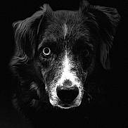 Blue joined the competition — help win amazing prizes! animal, black_and_white, canine, close_up, dark_background, dog, dramatic_lighting, ears, expression, eyes, face, fur, looking, monochrome, muzzle, nose, pet, portrait, studio, whiskers