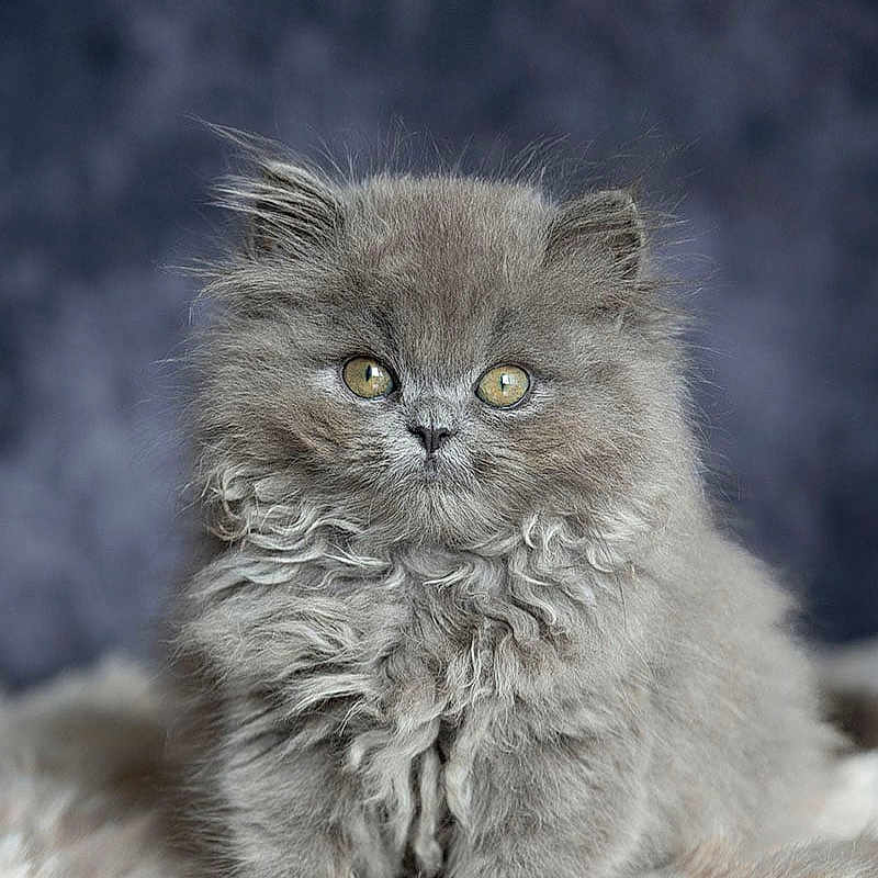 Aïko a rejoint le concours — aidez-le/la à gagner de superbes lots ! angora, animal, cat, gray, kitten, manx, pet, snout