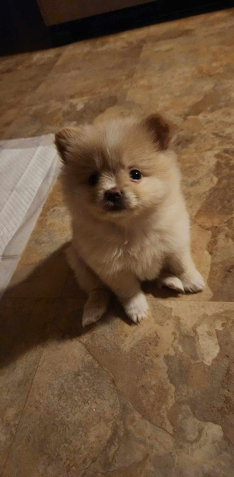 Tasha Nicole joined the competition — help win amazing prizes! puppy, dog, fluffy, cute, pet, animal, floor, tile, small, adorable, indoor, brown, fur, sitting, eyes, young, domestic_animal, mammal, face, portrait