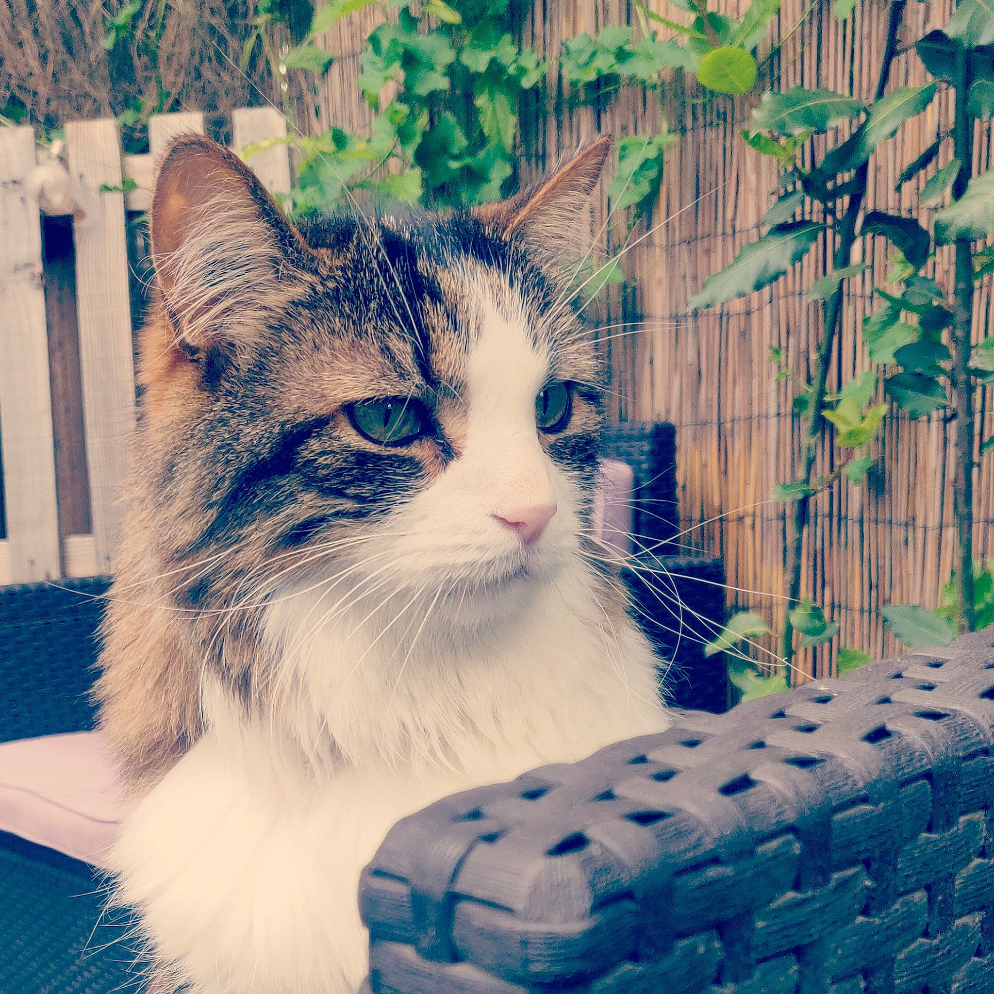 Sethi a rejoint le concours — aidez-le/la à gagner de superbes lots ! carnivore, cat, domestic_short_haired_cat, electric_blue, felidae, fur, grass, happy, morning, paw, photo_caption, plant, sitting, small_to_medium_sized_cats, snout, square, sunlight, tail, tree, whiskers