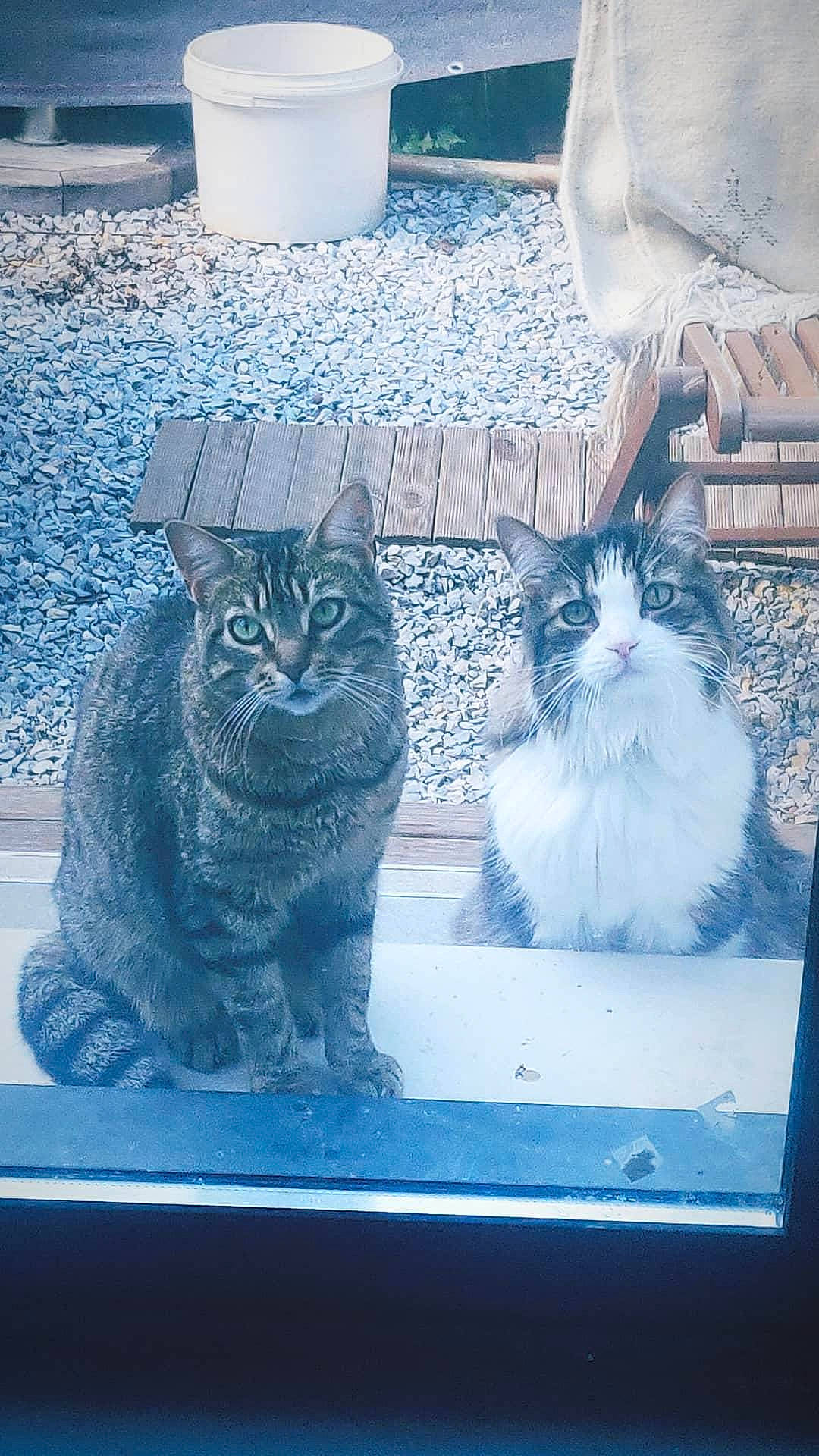 Sethi participe au concours pour gagner de l'argent avec cette photo : automotive_tire, azure, blue, carnivore, cat, door, electric_blue, felidae, freezing, grey, light, line, morning, small_to_medium_sized_cats, tail, vertebrate, whiskers, white, window, winter