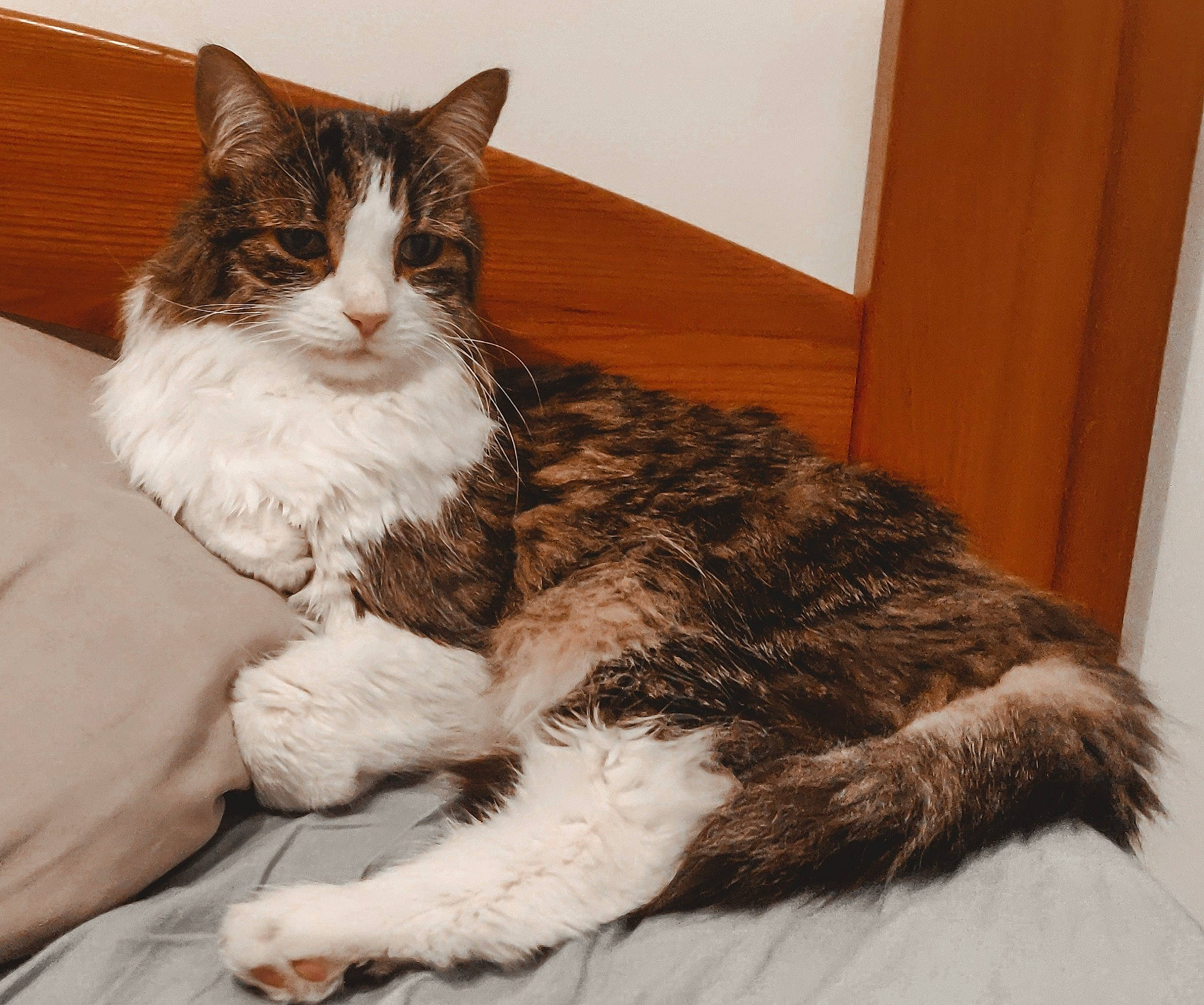 Sethi a rejoint le concours — aidez-le/la à gagner de superbes lots ! carnivore, cat, claw, comfort, domestic_short_haired_cat, felidae, foot, fur, iris, lap, paw, sitting, small_to_medium_sized_cats, snout, tail, terrestrial_animal, whiskers