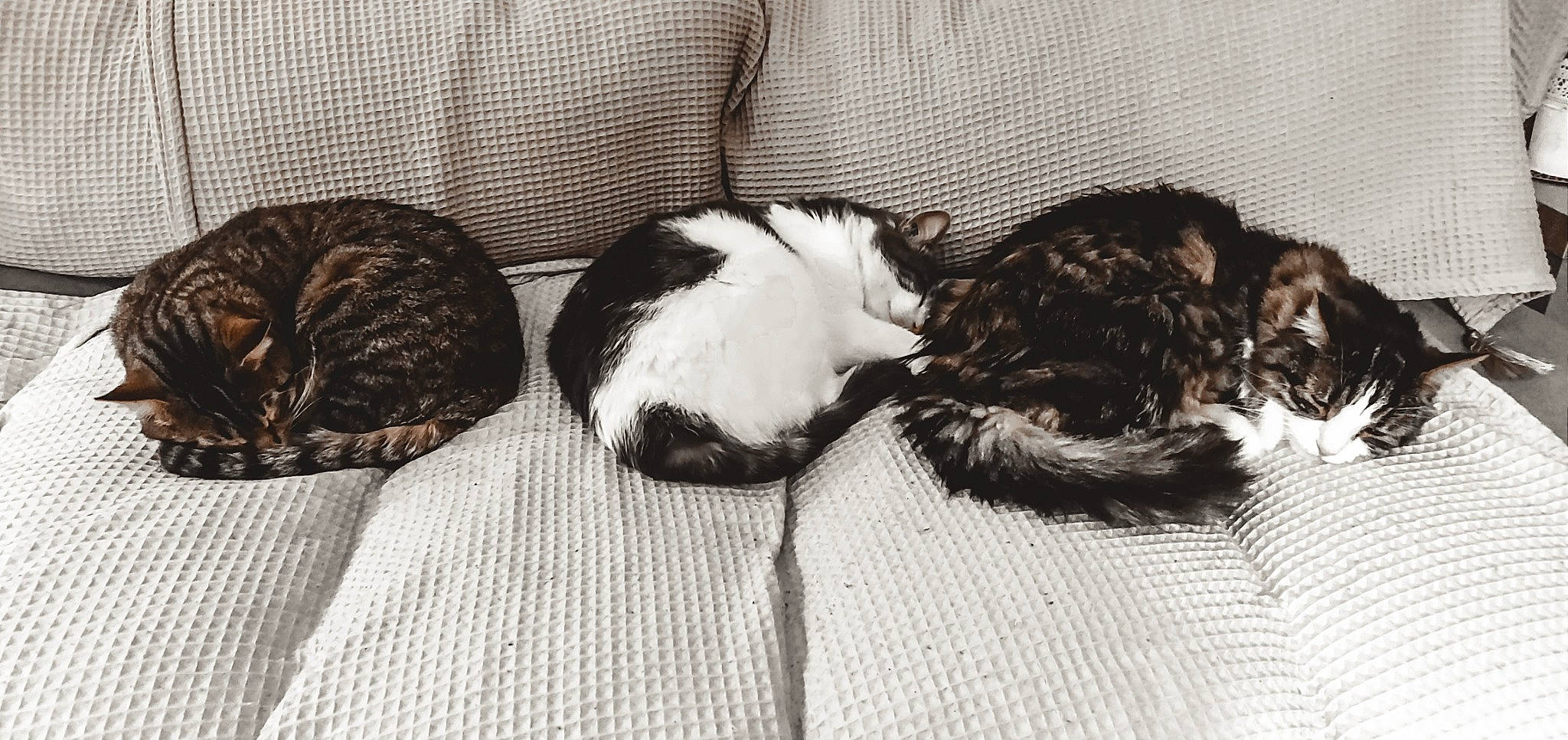 Sethi a rejoint le concours — aidez-le/la à gagner de superbes lots ! canidae, carnivore, cat, comfort, dog_breed, domestic_short_haired_cat, felidae, fur, grey, linens, monochrome, monochrome_photography, nap, paw, small_to_medium_sized_cats, snout, sporting_group, tail, vertebrate, whiskers