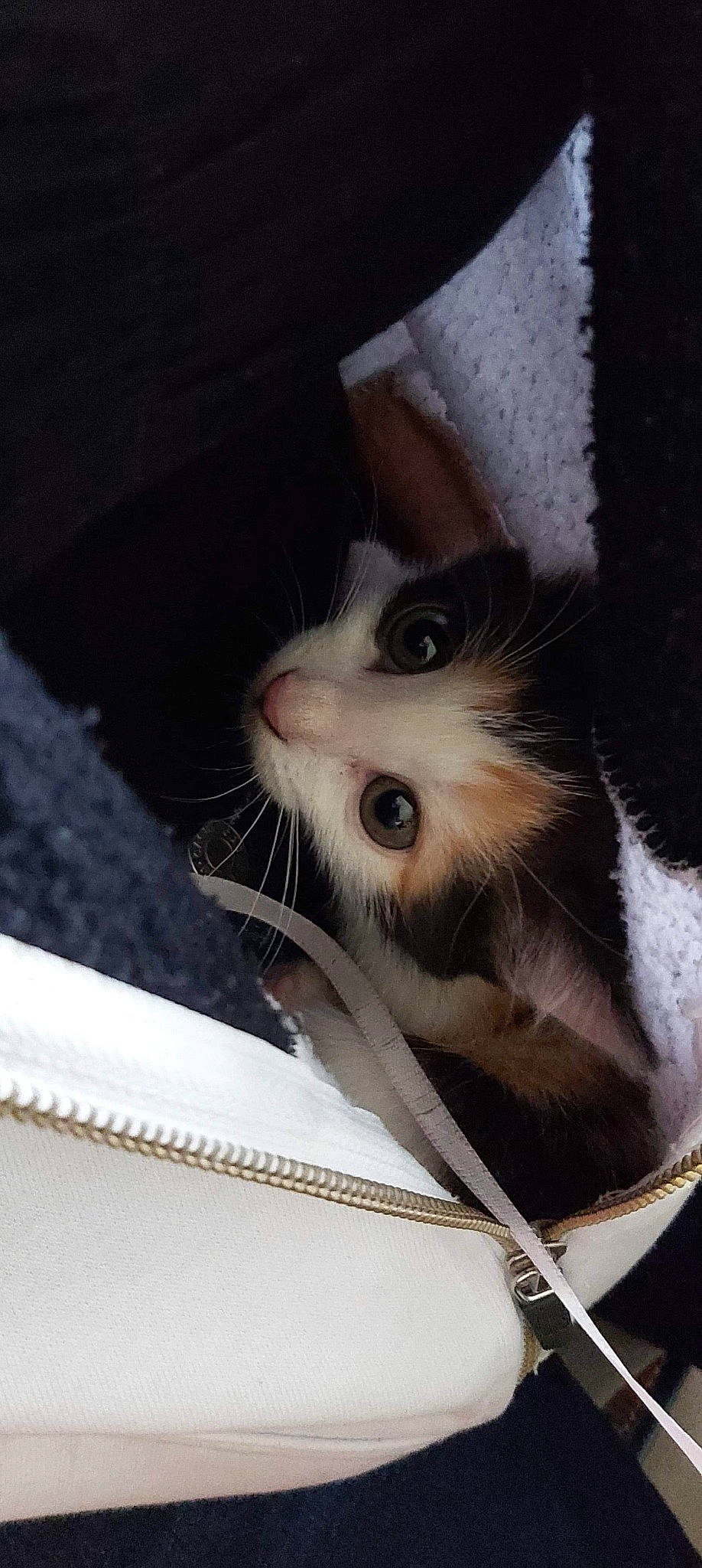 Riplay a rejoint le concours — aidez-le/la à gagner de superbes lots ! animal_shelter, balinese, box, cardboard, carnivore, cat, claw, domestic_short_haired_cat, eyelash, fawn, felidae, fur, paw, pet_supply, photo_caption, service, small_to_medium_sized_cats, snout, whiskers