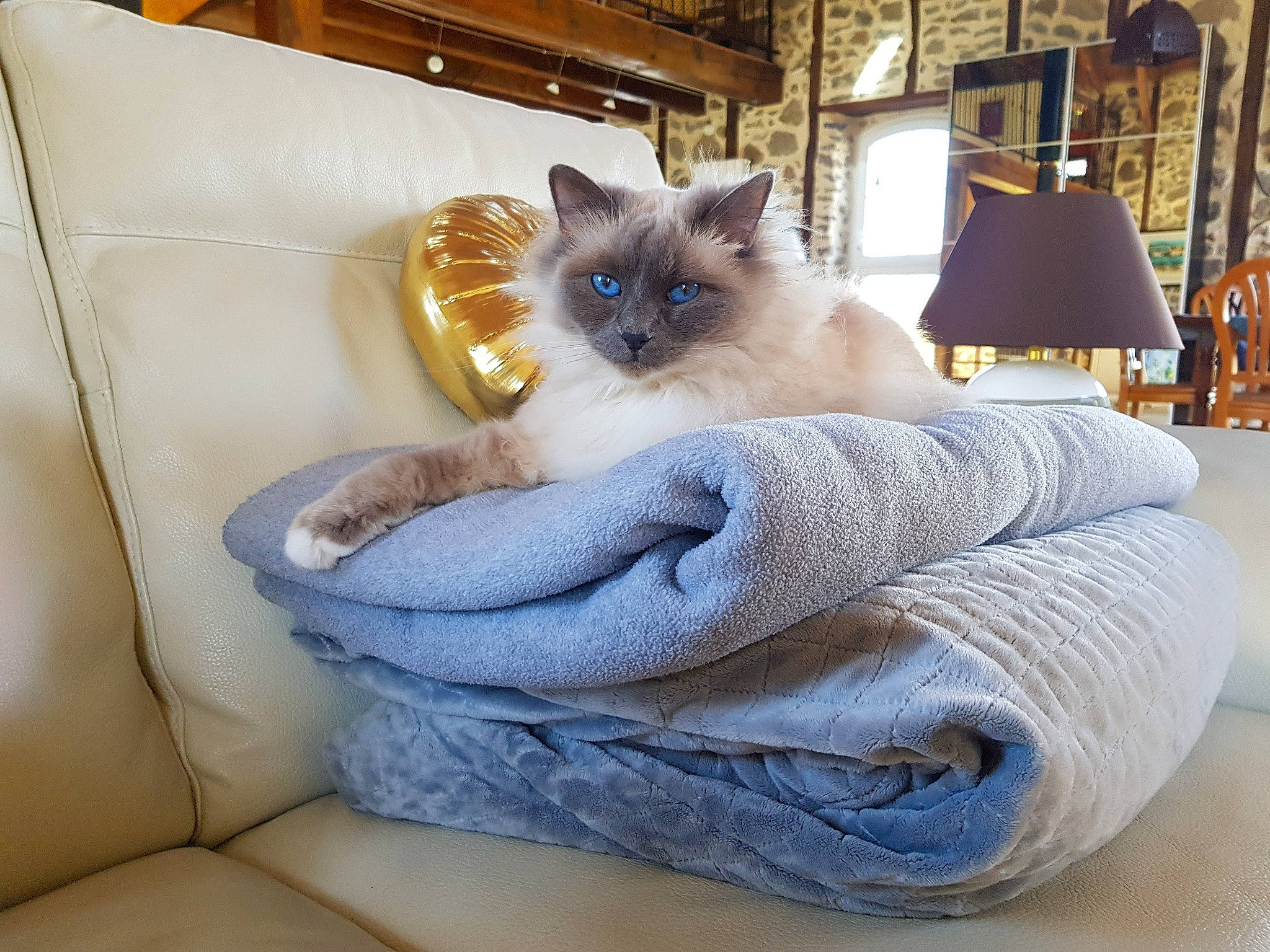Sybille a rejoint le concours — aidez-le/la à gagner de superbes lots ! balinese, birman, carnivore, cat, comfort, domestic_short_haired_cat, fawn, felidae, fur, grey, lamp, linens, ragdoll, room, siamese, small_to_medium_sized_cats, tail, thai, whiskers