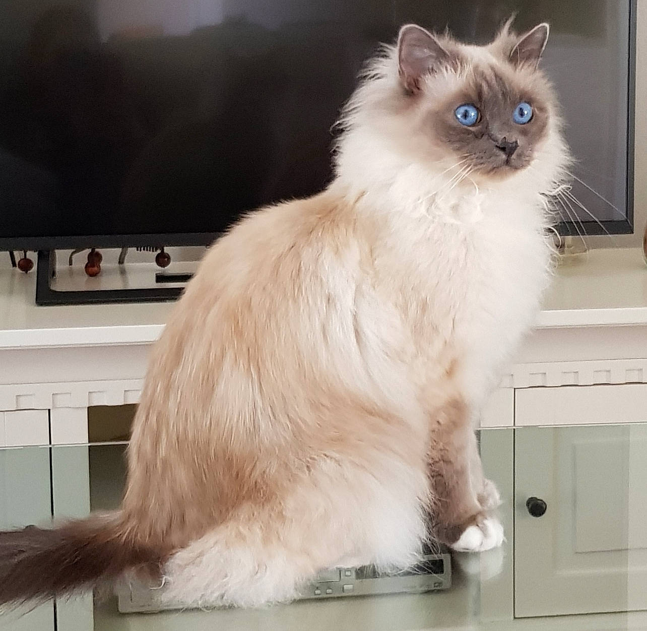 Sybille a rejoint le concours — aidez-le/la à gagner de superbes lots ! balinese, birman, british_longhair, cabinetry, carnivore, cat, drawer, fawn, felidae, fur, gas, kitchen_appliance, ragdoll, siamese, small_to_medium_sized_cats, snout, tail, thai, tonkinese, whiskers