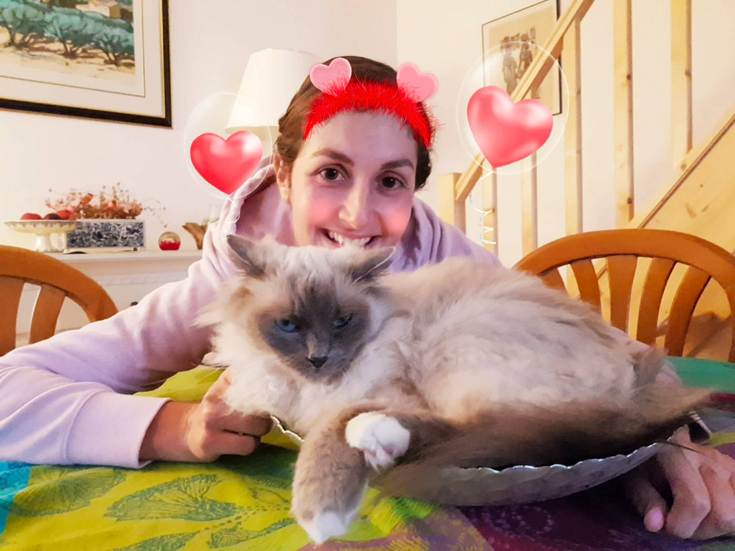 Sybille participe au concours pour gagner de l'argent avec cette photo : balinese, birman, carnivore, cat, chair, comfort, companion_dog, ear, fawn, felidae, happy, iris, picture_frame, plant, ragdoll, siamese, small_to_medium_sized_cats, smile, thai, whiskers