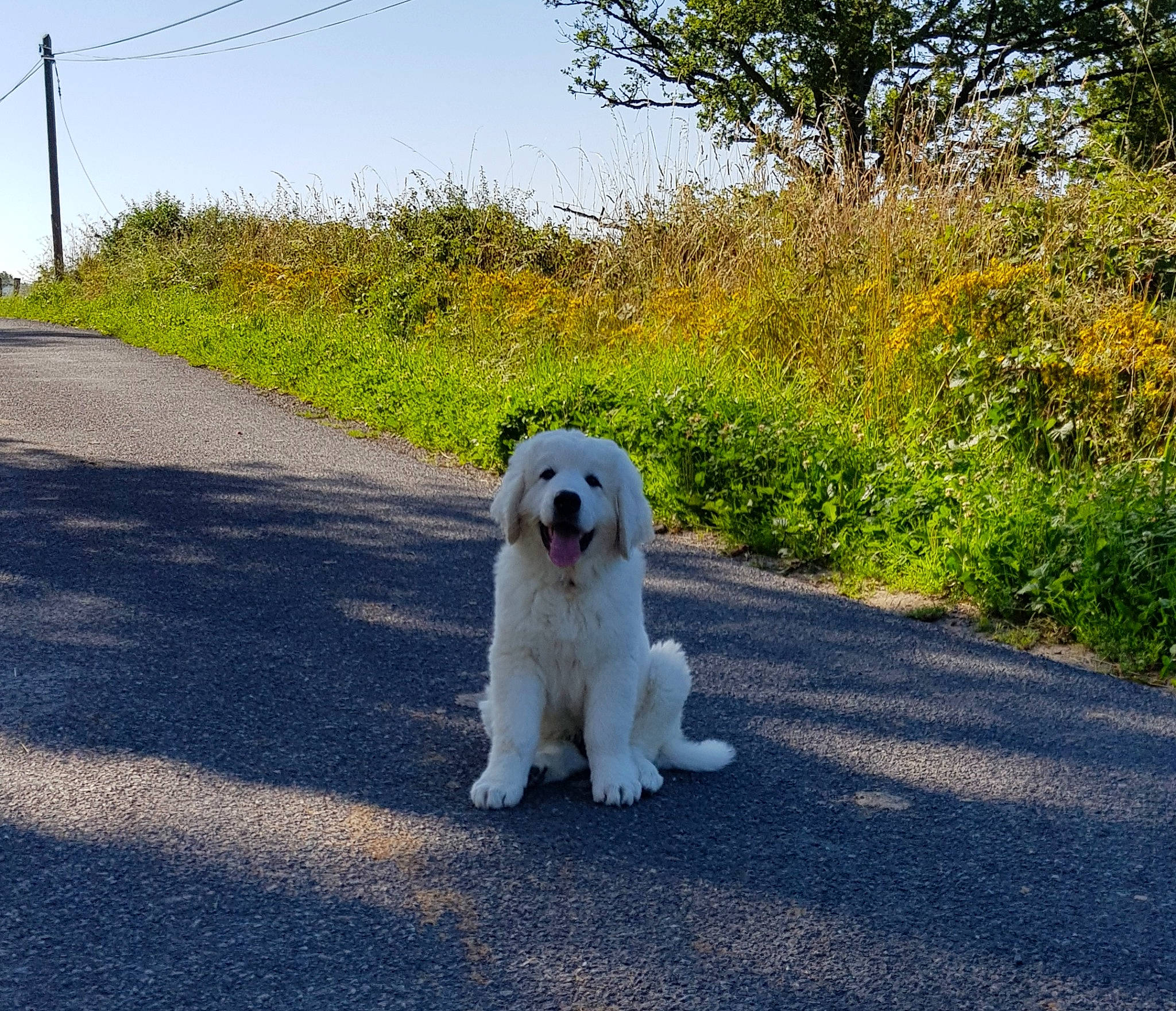 Spei a rejoint le concours — aidez-le/la à gagner de superbes lots ! asphalt, canidae, carnivore, companion_dog, dog, dog_breed, dog_supply, grass, landscape, ocean, plant, road, road_surface, sidewalk, sitting, sky, snout, sporting_group, tree, working_animal