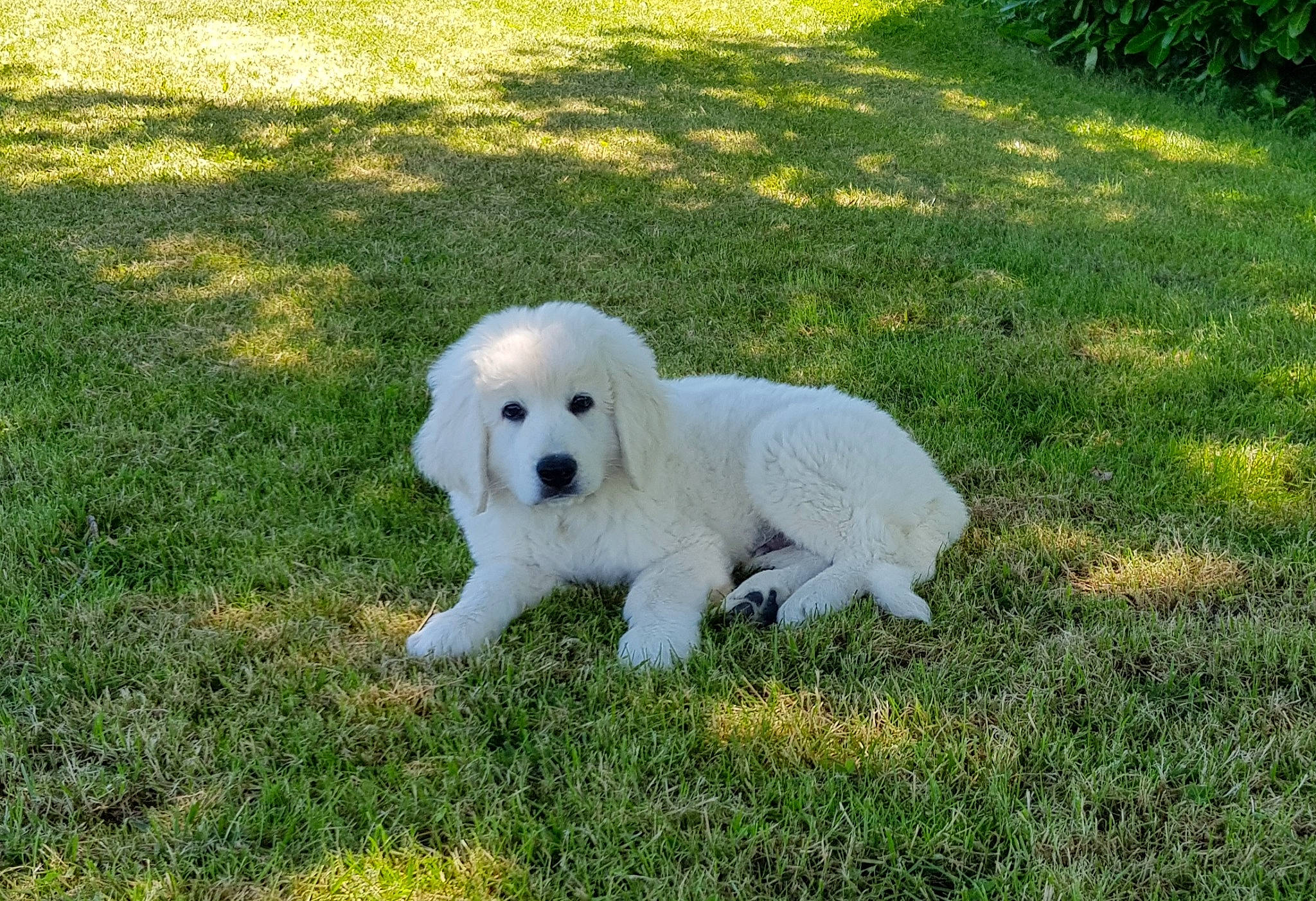 Spei participe au concours pour gagner de l'argent avec cette photo : ball, carnivore, companion_dog, dog, dog_breed, football, grass, grassland, lawn, maremma_sheepdog, non_sporting_group, plant, polish_tatra_sheepdog, puppy, soccer_ball, sporting_group, terrestrial_animal, tree, working_animal